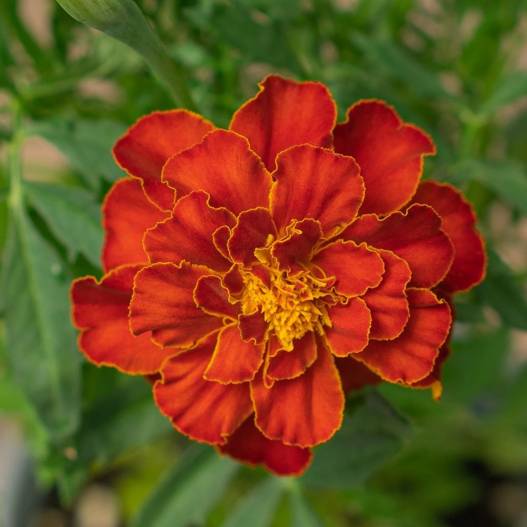 Marigold – Safari Red – 4″ Pot